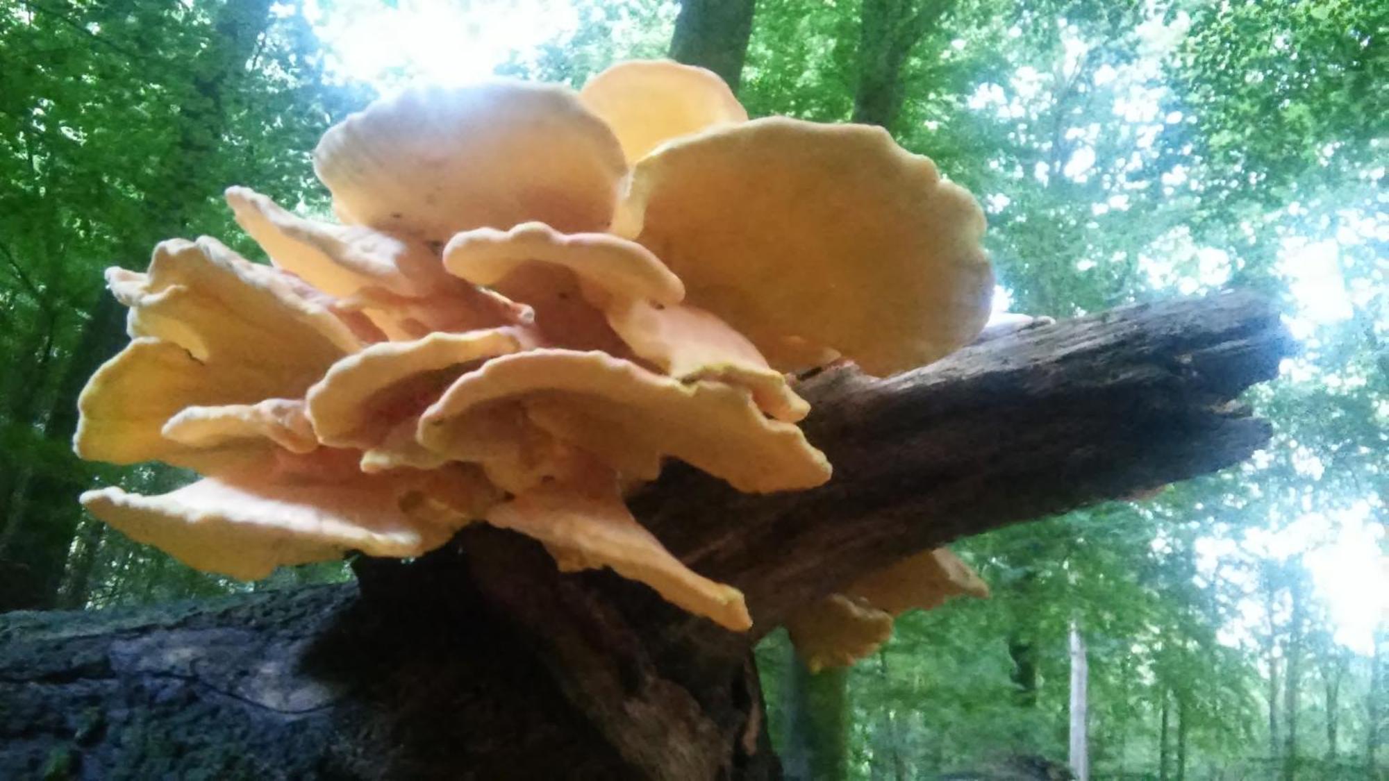 Poort Van De Veluwe Voorthuizen Eksteriør bilde